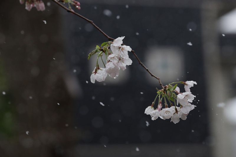 tuyet roi hoa anh dao (2).jpg